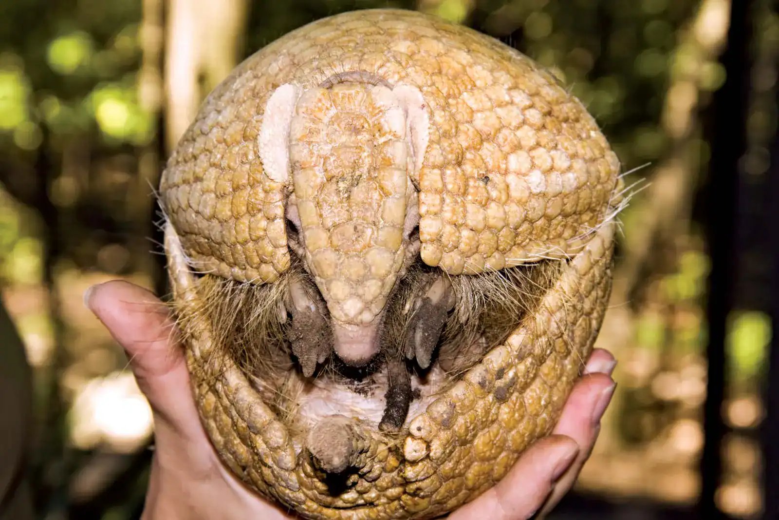 Armadillo İlhamlı Robot, Tehlike Anında Kendini Korumak İçin Yuvarlanıyor