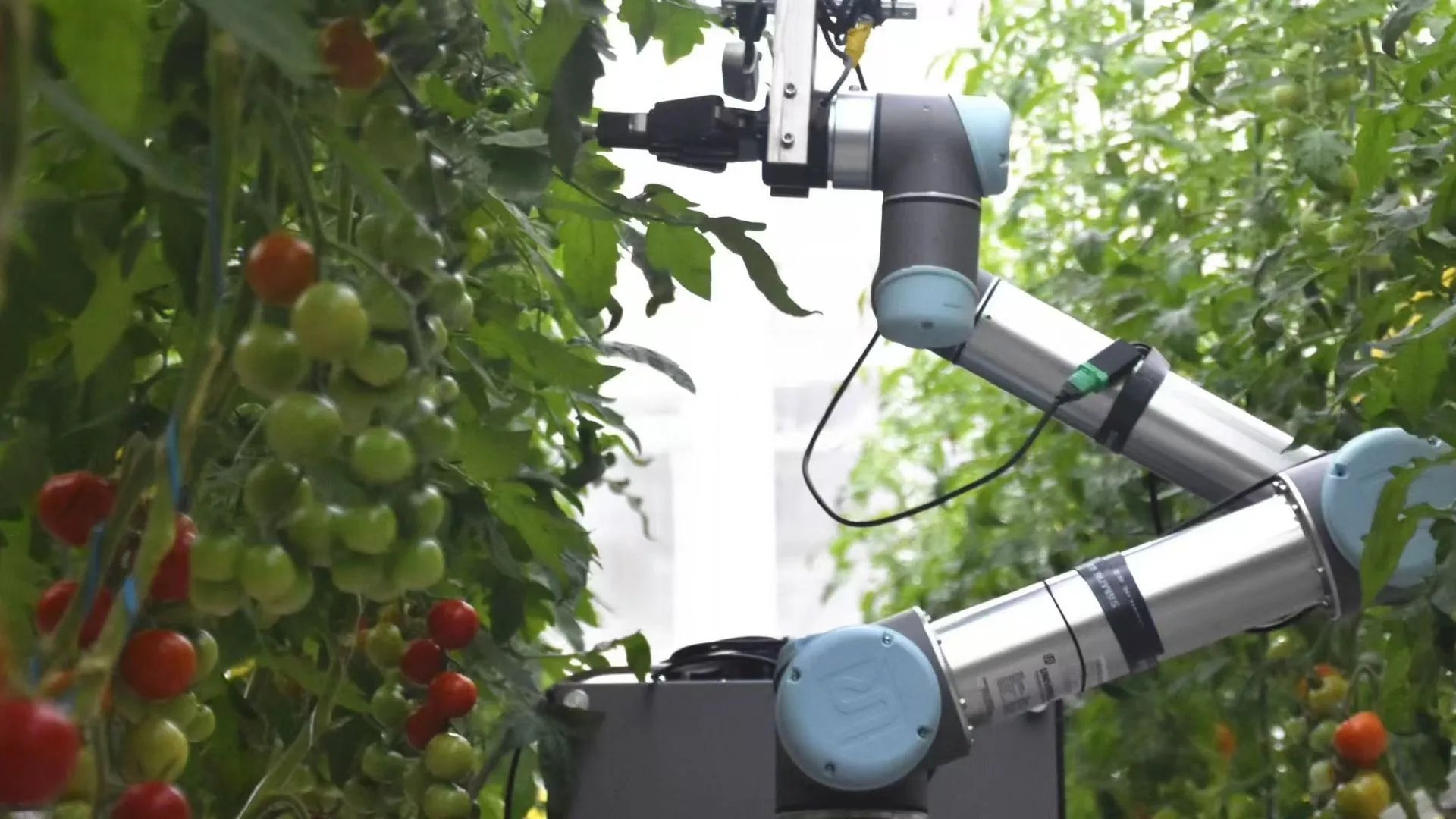 Çin, Tarımda Devrim Yaratan İnsan Benzeri Robotu Tanıttı