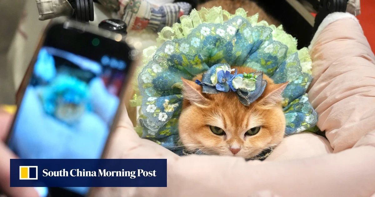 Hong Kong Kedi Fuarı'nda Robot Evcil Hayvanlar ve Ginseng Ürünleri Sergilendi