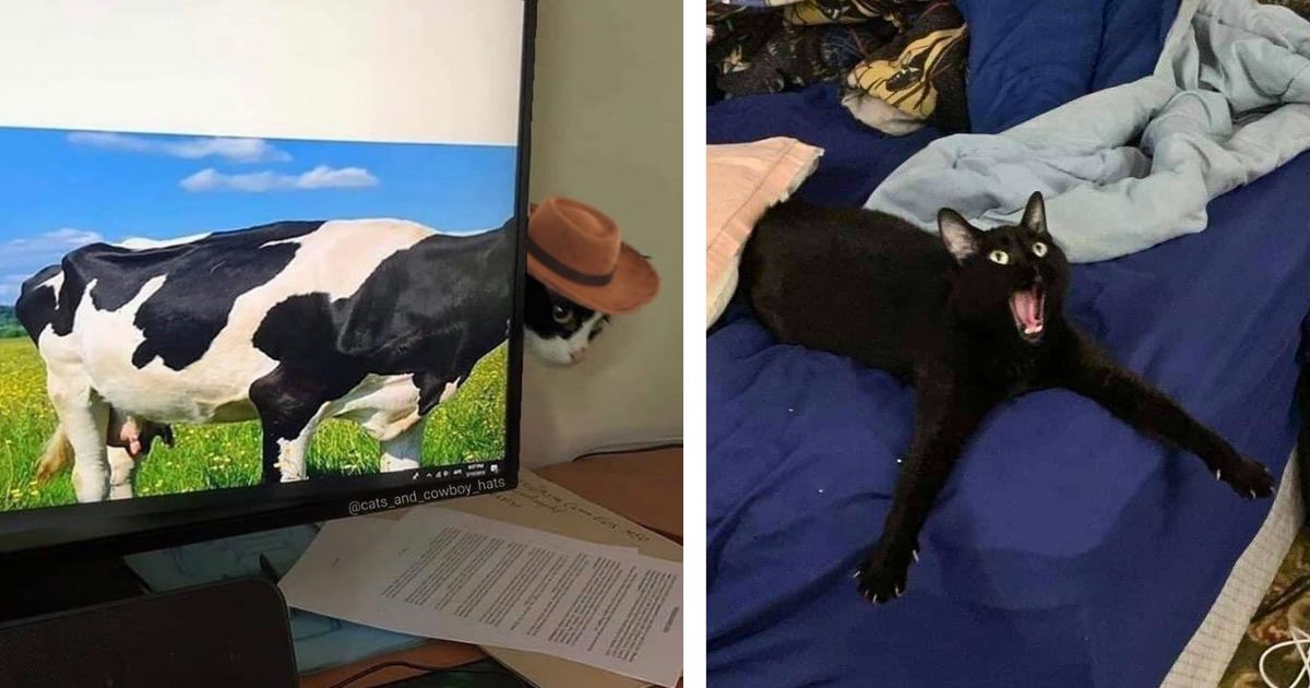 Kedilerin Komik Anları: AI'yi Geride Bırakan 28 Fotoğraf