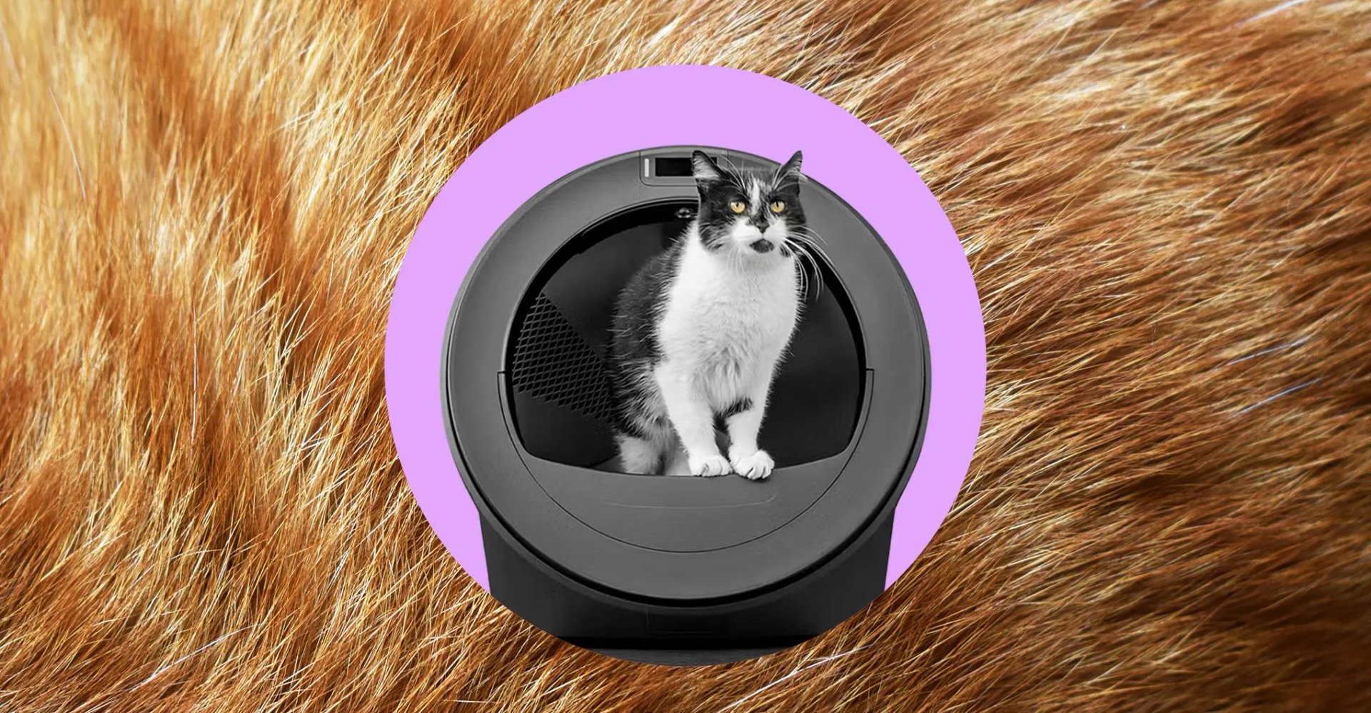 Kedinizin Sağlığını İzleyen Akıllı Kedi Tuvaleti: Litter-Robot 5 Pro İncelemesi