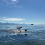 Puffin Kuşundan İlham Alan Robot, Hem Havada Hem Suda Uçabiliyor