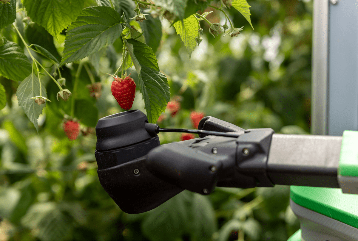 Robotlar, Ahududu Hasadında Çiftçilerin Yardımcısı Oluyor