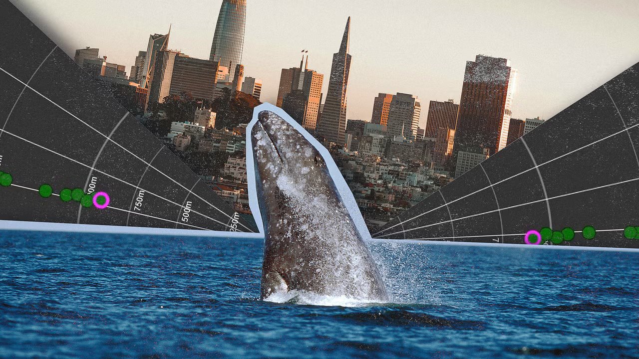 Yapay Zeka ile Balinaları Koruma Projesi: San Francisco'da Yeni Çözümler
