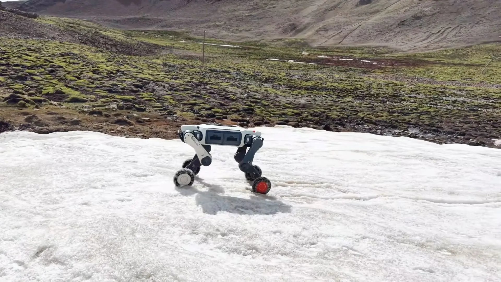 Yüksek Dağlarda Robot Köpekler, Tibet Antiloplarını İzliyor